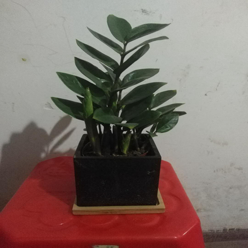 小金錢(qián)樹(shù)