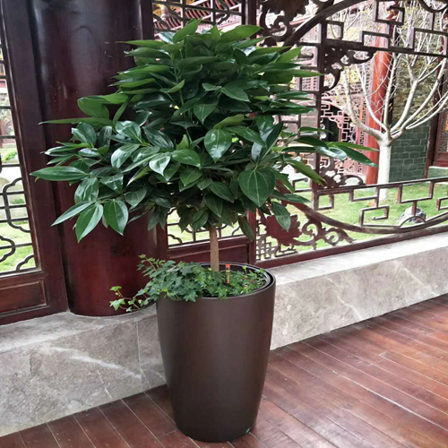 自吸盆平安樹(shù)